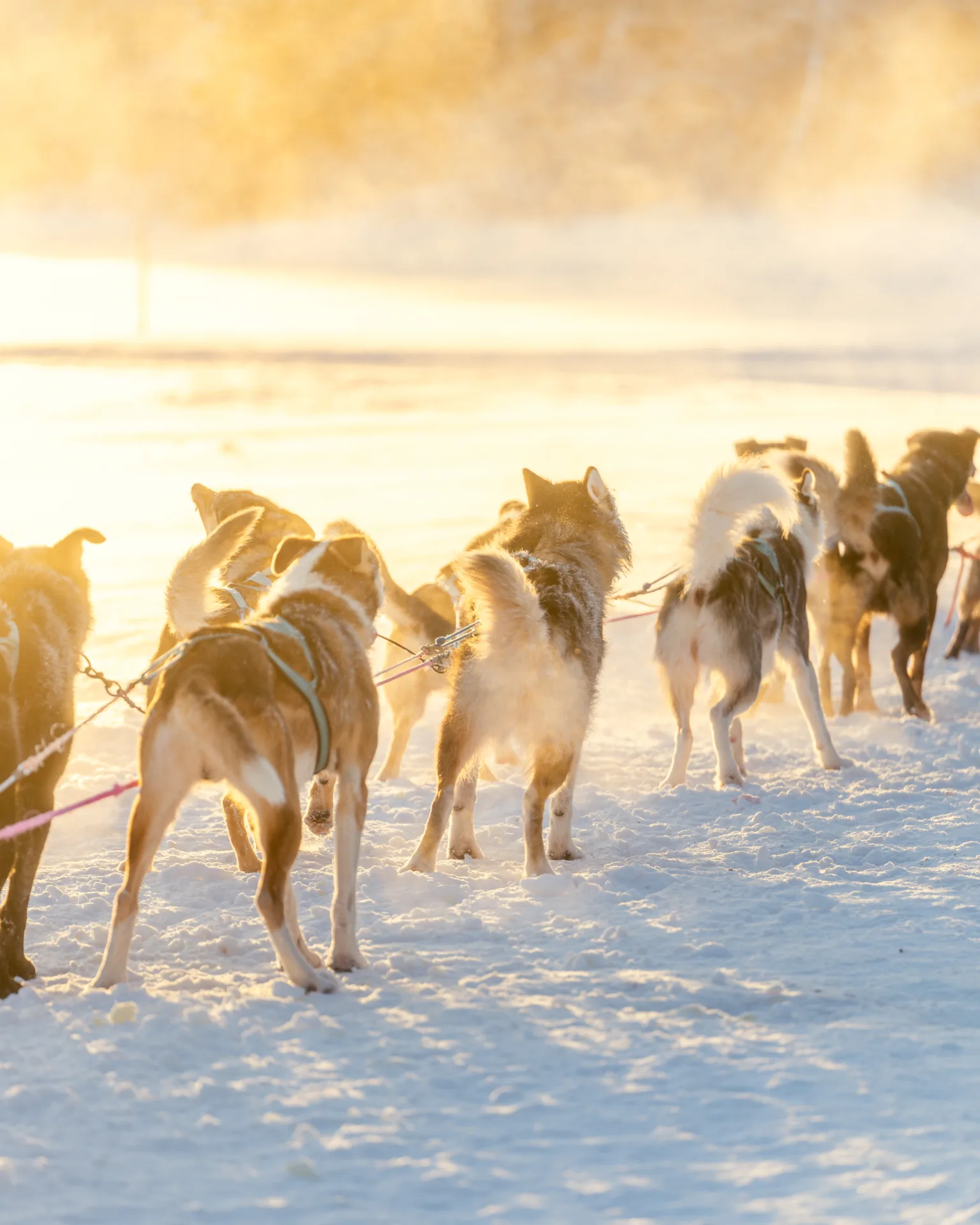 A husky team seen from behind, running across snow in golden low sunlight